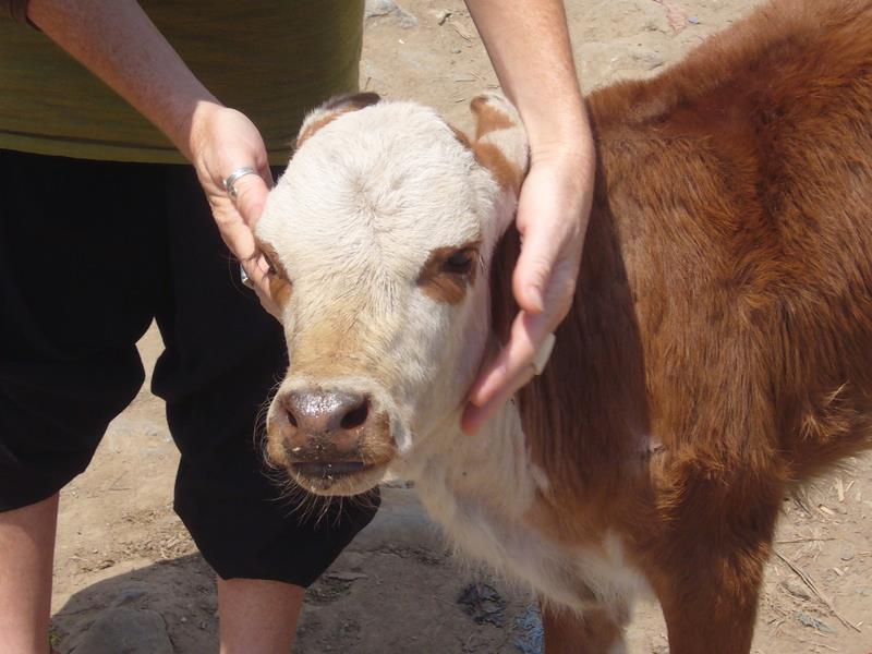 Travel - India - Kashmir - Aru