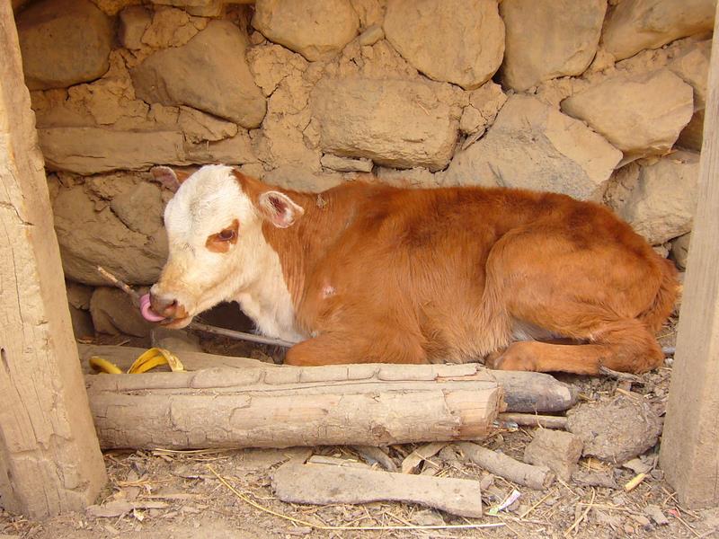 Travel - India - Kashmir - Aru
