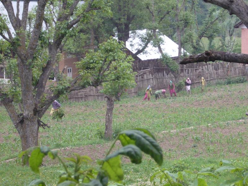 Travel - India - Kashmir - Aru