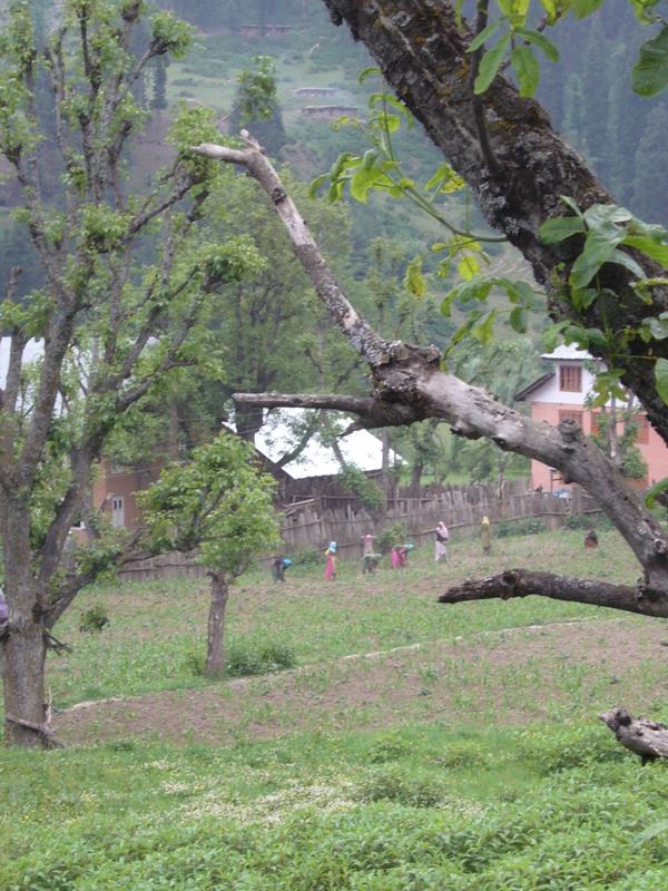 Travel - India - Kashmir - Aru