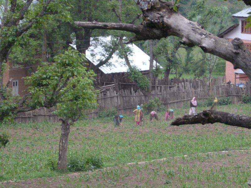 Travel - India - Kashmir - Aru