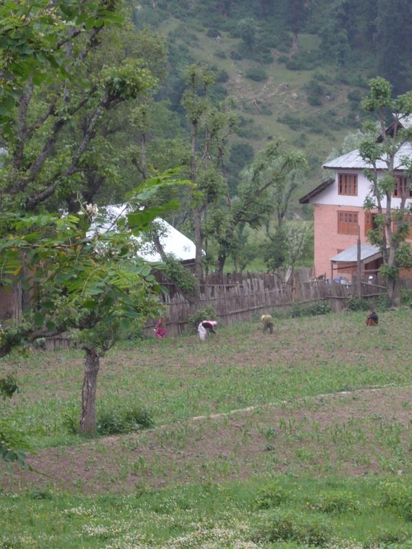 Travel - India - Kashmir - Aru