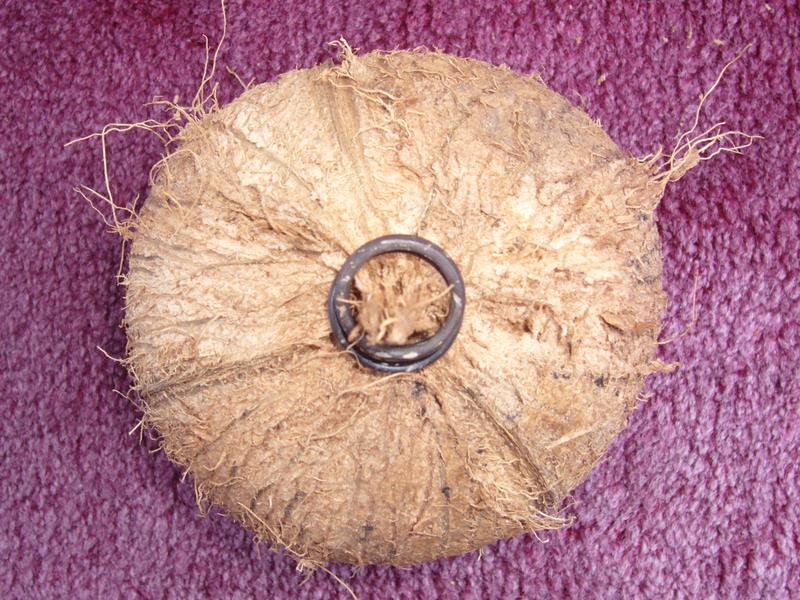 Travel - India - Kashmir - Srinagar - Coconut