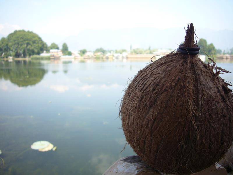 Coconut lake view.