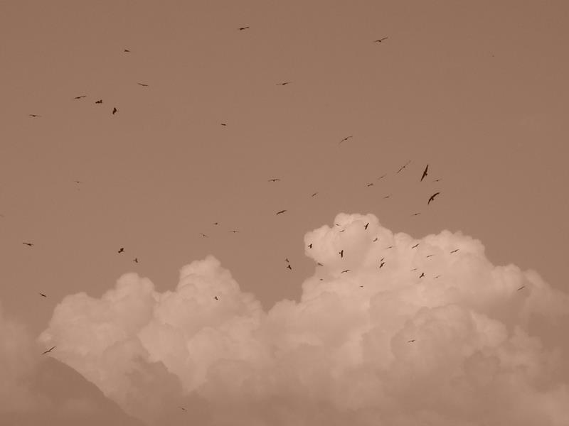 Travel - India - Kashmir - Srinagar - Coconut