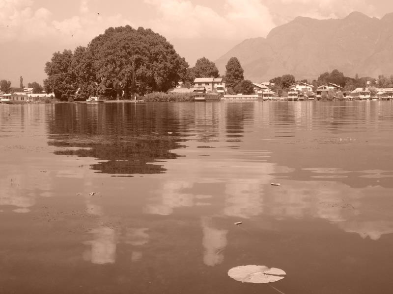 Travel - India - Kashmir - Srinagar - Coconut