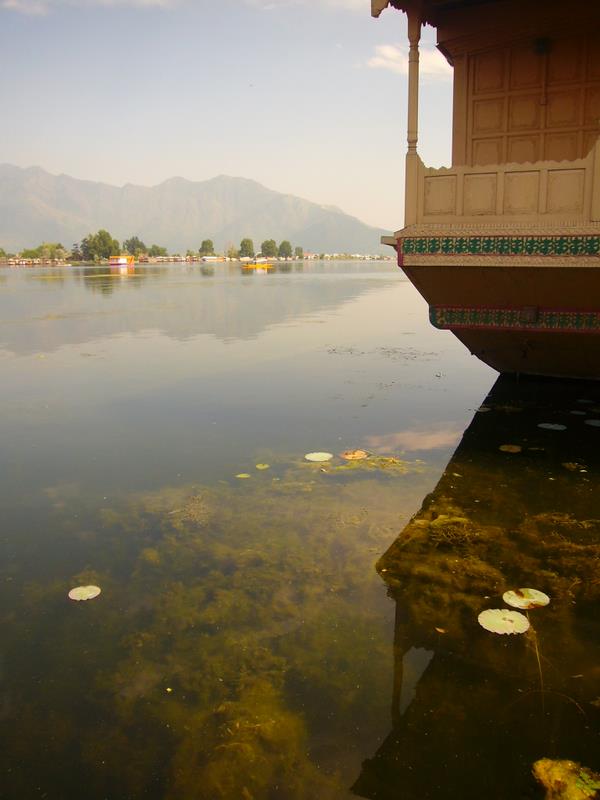 Travel - India - Kashmir - Srinagar - Coconut