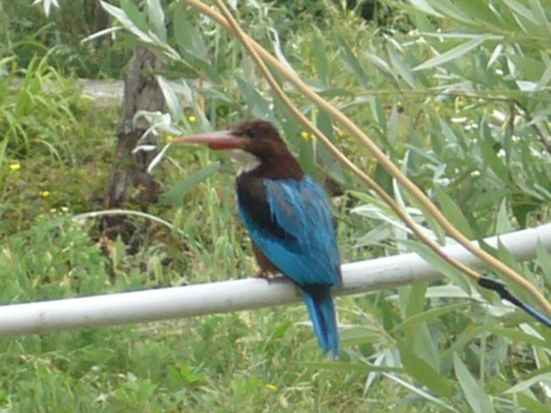 Travel - India - Kashmir - Srinagar - Houseboat