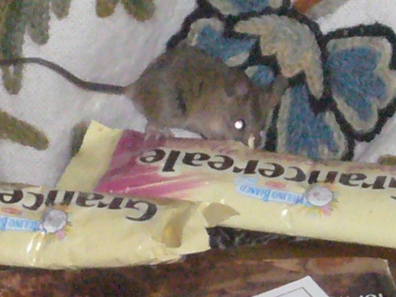 Travel - India - Kashmir - Srinagar - Houseboat