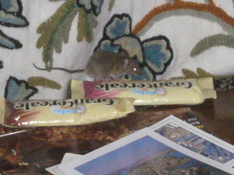 The pet mouse in the Royal Suite.