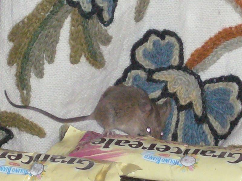 Travel - India - Kashmir - Srinagar - Houseboat