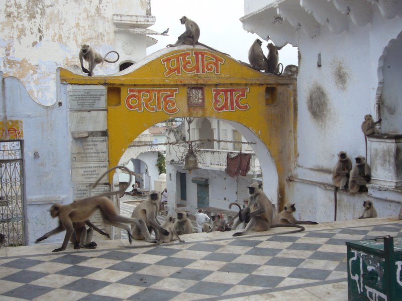 Monkeys inhabit the ghats.