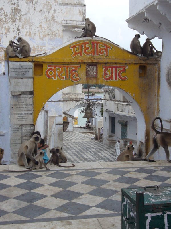 Travel - India - Rajasthan - Pushkar - Animals