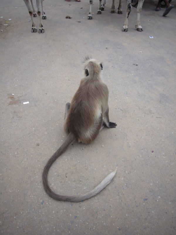 Travel - India - Rajasthan - Pushkar - Animals