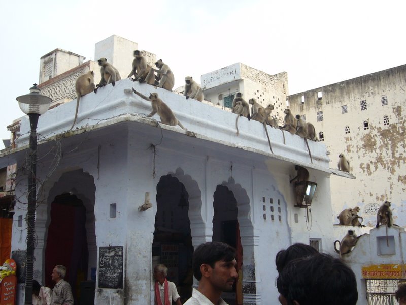 Travel - India - Rajasthan - Pushkar - Animals