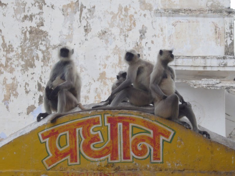 Animals