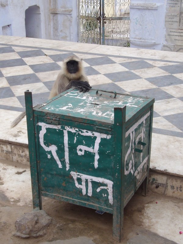 Travel - India - Rajasthan - Pushkar - Animals