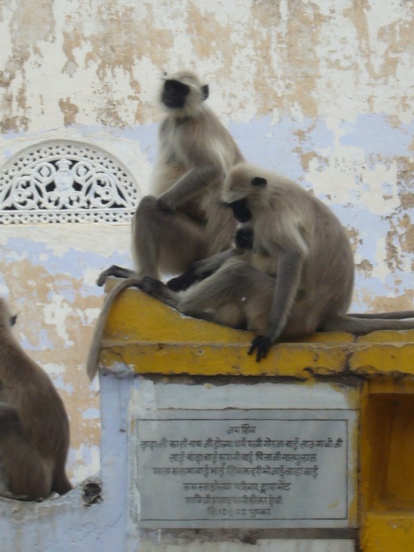 Travel - India - Rajasthan - Pushkar - Animals