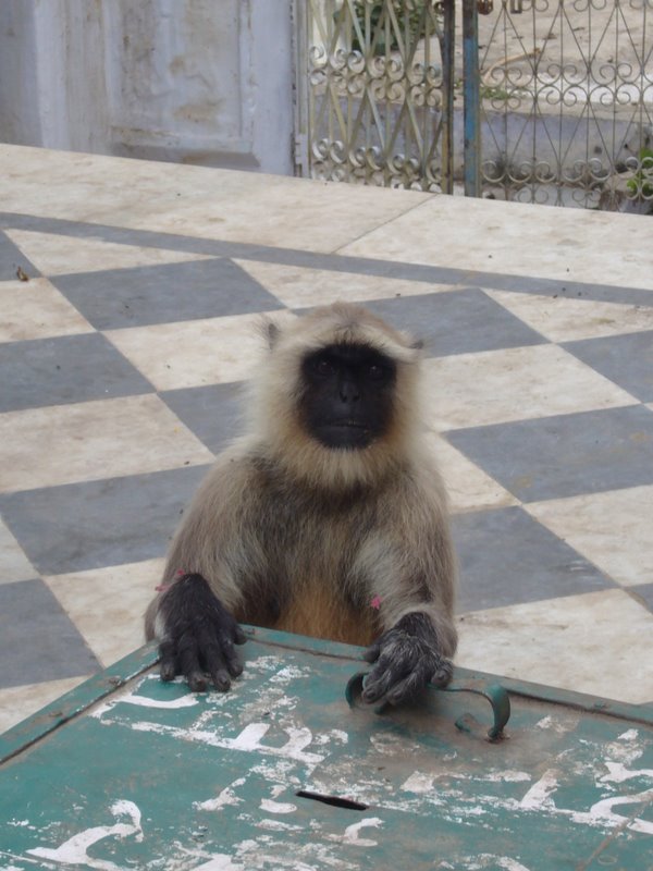 Travel - India - Rajasthan - Pushkar - Animals