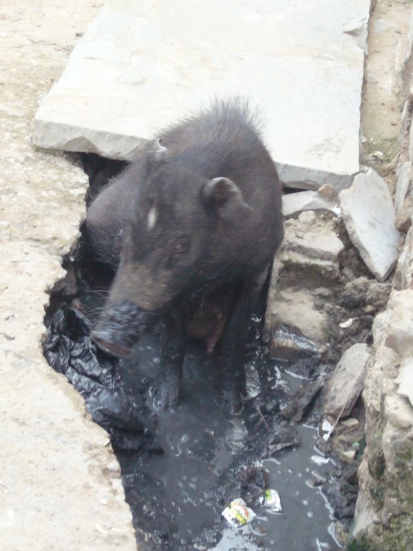 A wild hog plays about in drainwater.