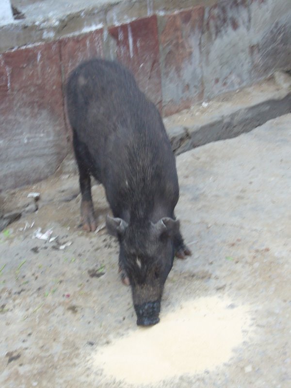 Travel - India - Rajasthan - Pushkar - Animals