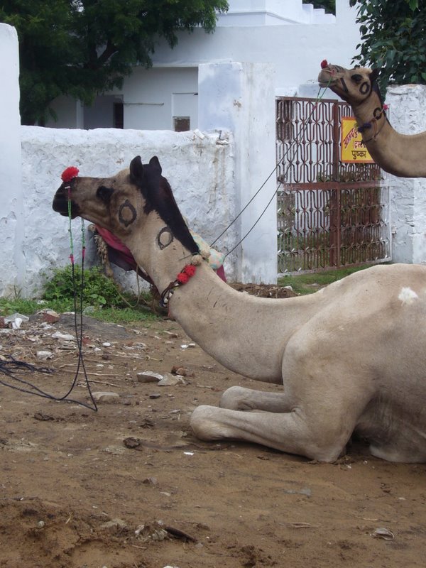 Painted tourist camels.