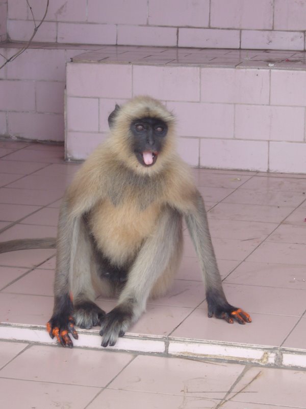 Travel - India - Rajasthan - Pushkar - Animals