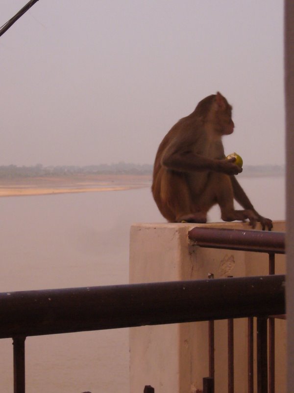 I caught this guy trying to raid our room for fruit.