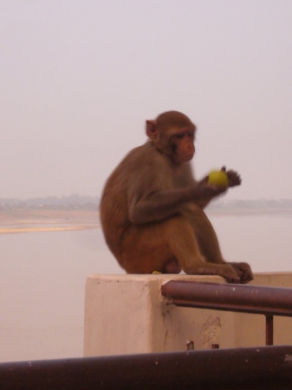 Monkeys