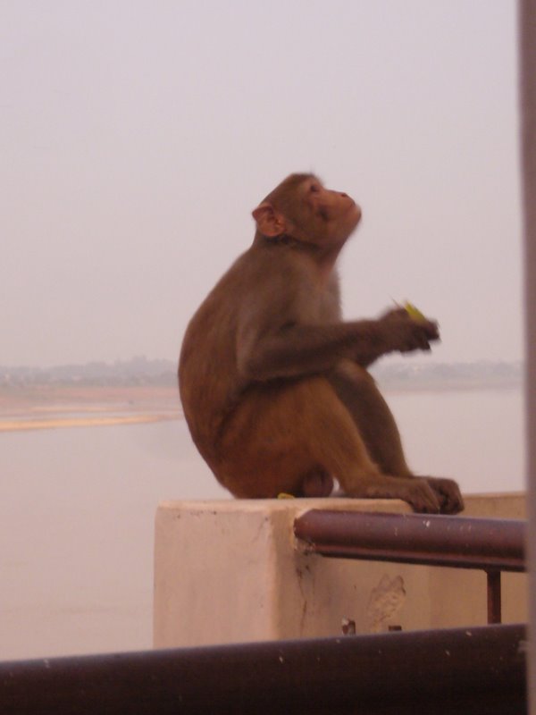 Travel - India - Varanasi - Monkeys