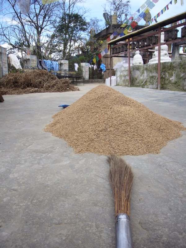 Some sort of grain is laid out to dry.