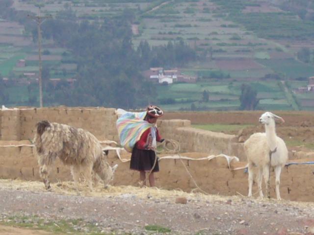 Llama