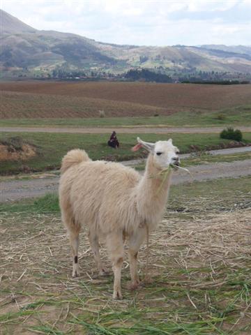 Llama Pic for Lucas and William :)