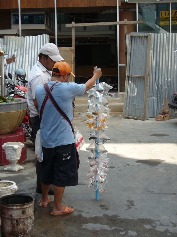 Tropical fish onm a stick.