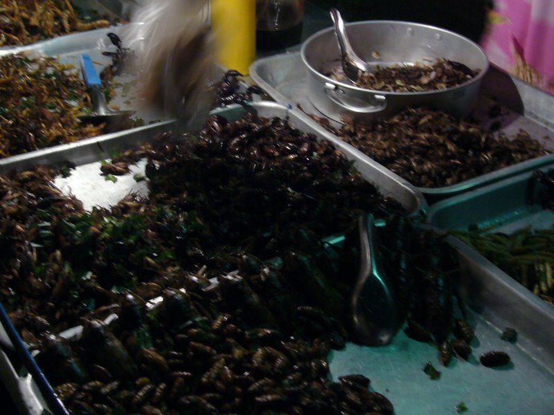 Assorted deep fried bugs