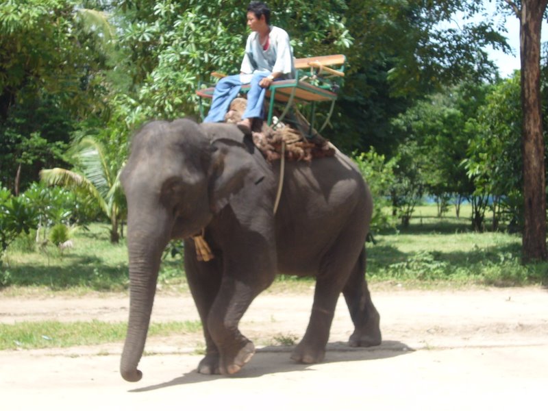Travel - Thailand - Kanchanaburi - Elephants