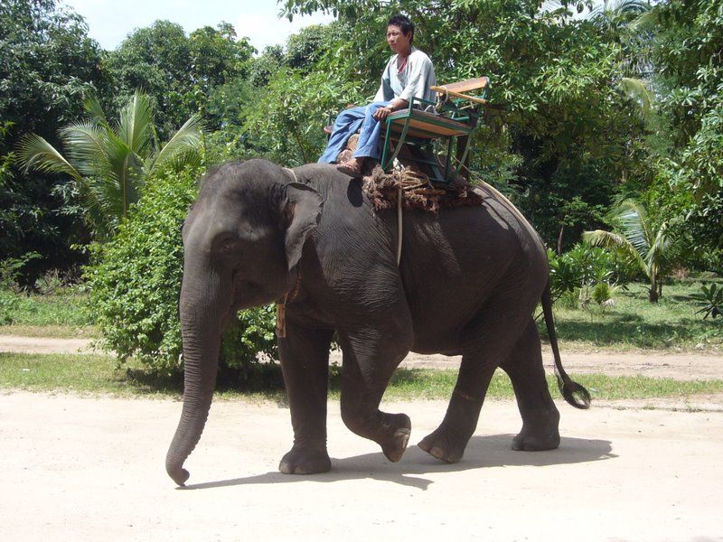 Elephants