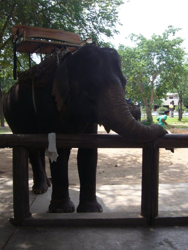 Travel - Thailand - Kanchanaburi - Elephants