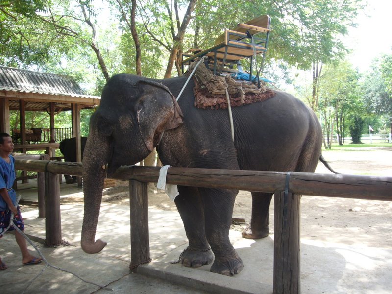 Travel - Thailand - Kanchanaburi - Elephants
