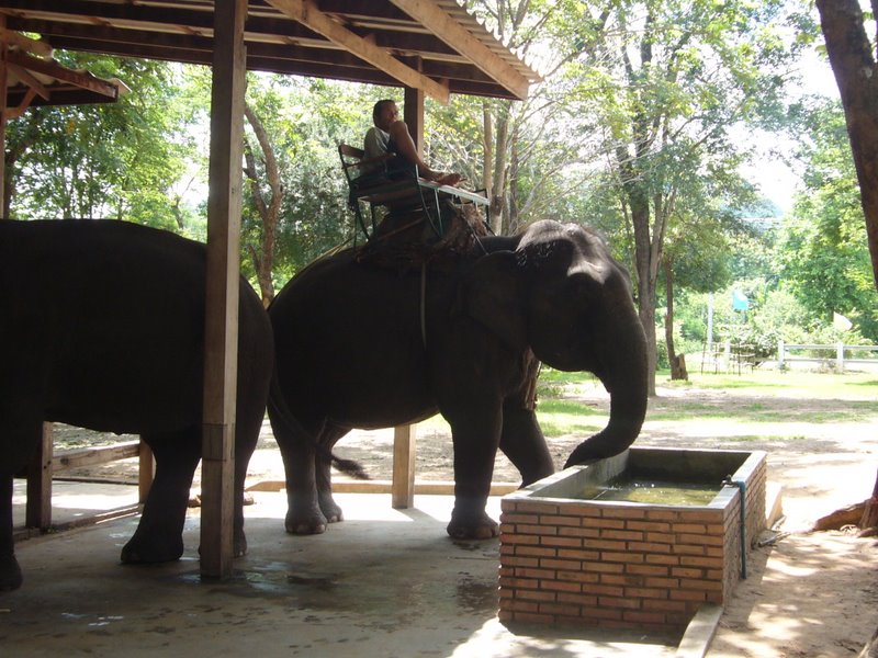 Travel - Thailand - Kanchanaburi - Elephants