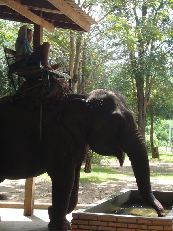 Travel - Thailand - Kanchanaburi - Elephants