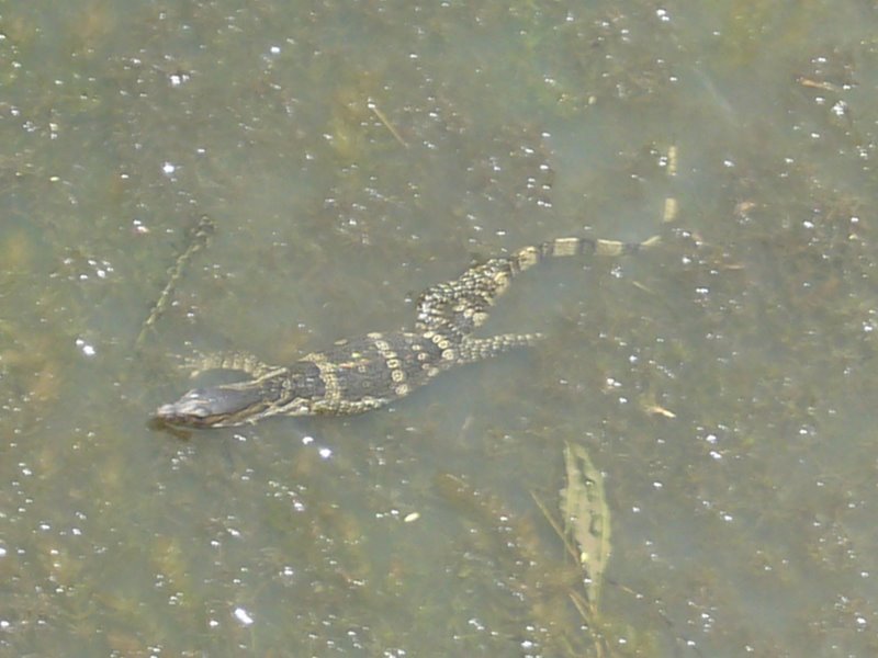Here's what was swimming in the river ... about two feet long.