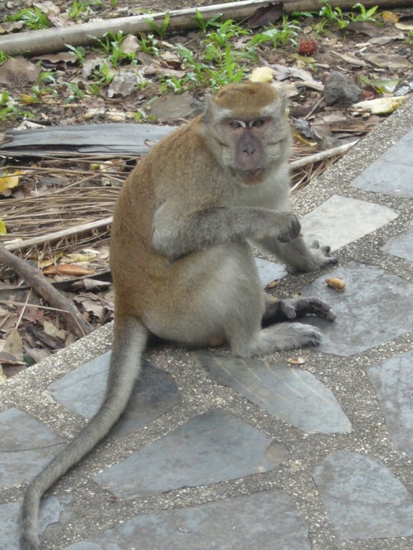 Monkey colony.
