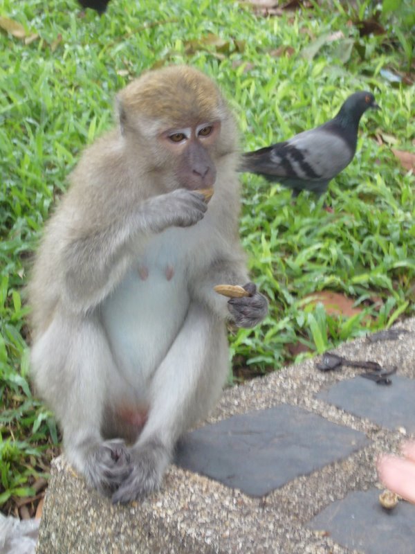 Travel - Thailand - Songkla