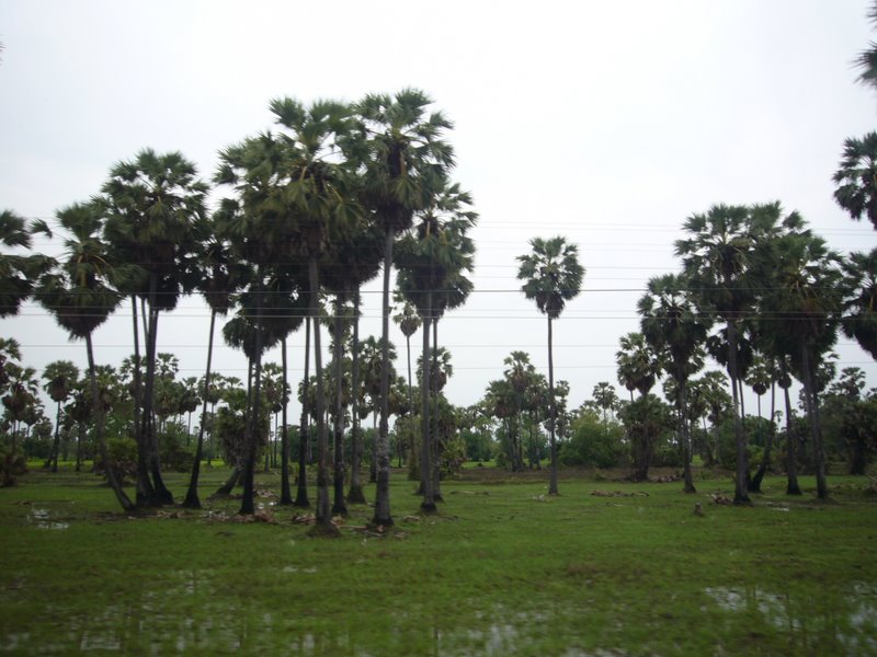 View from the train back to bangkok.